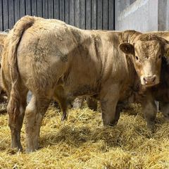 Charolais Weanlings
