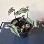 Tradescantia plant Image 2