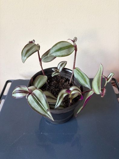 Tradescantia plant