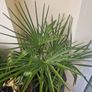 Trachycarpus fortunei (Windmill Palm) Image 3