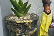 aloe vera