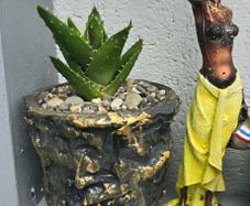 aloe vera