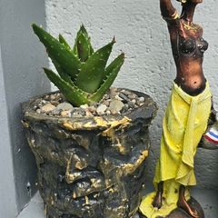 aloe vera