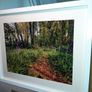 Ballyannan Woods Image 3