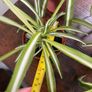 Spider plant house plant Image 5