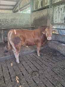 Limousine Bull