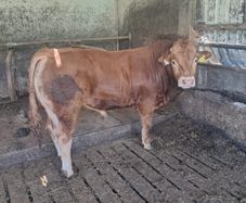 Limousine Bull
