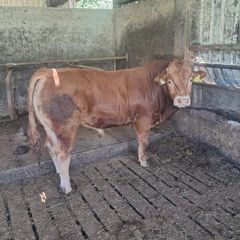 Limousine Bull