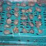 Seed Potatoes Image 5
