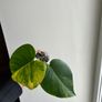 Monstera Yellow Marilyn Image 2