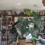 Monstera plant large Image 4