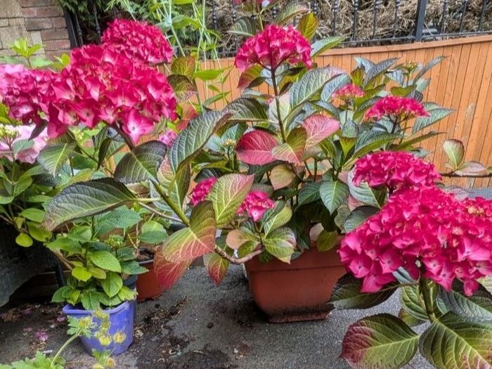 Hydrangea