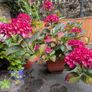 Hydrangea Image 3