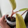 Philodendron Painted Lady Image 3
