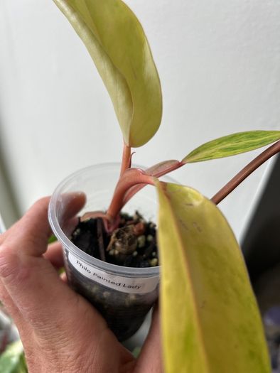 Philodendron Painted Lady