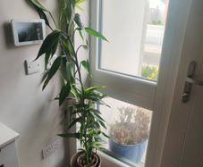 plant