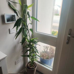 plant