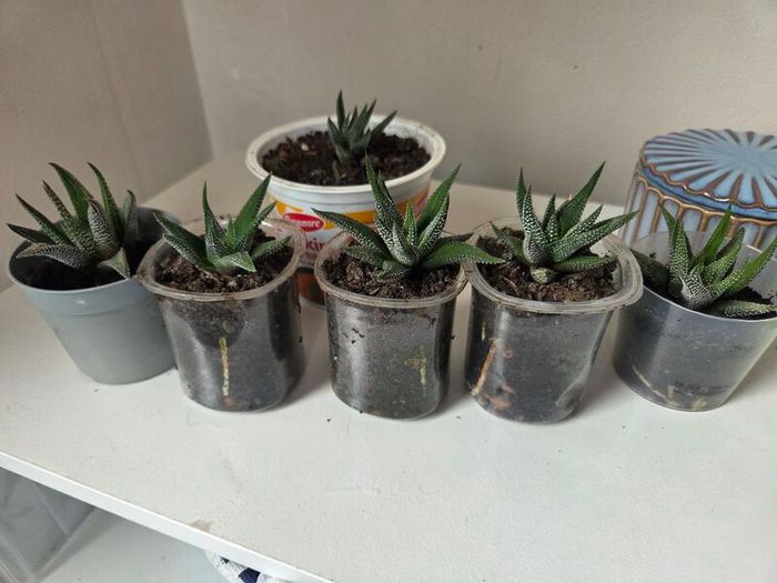 Succulents