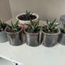 Succulents Image 7