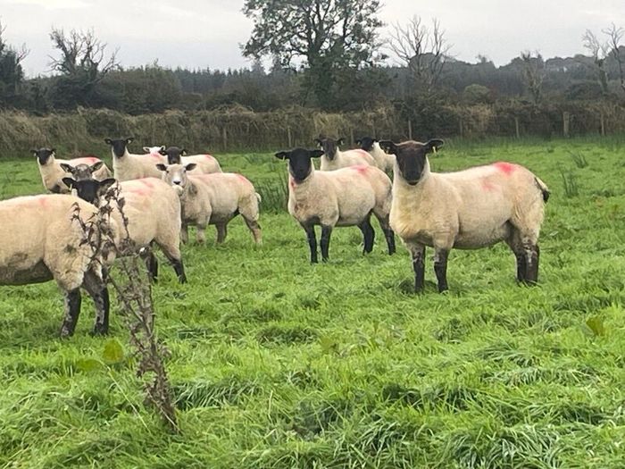 Hogget Ewes for sale, ideal for breeding