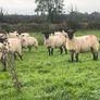 Hogget Ewes for sale, ideal for breeding Image 2