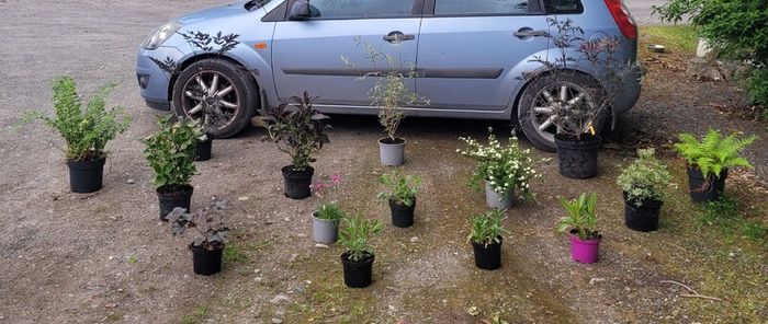 mature plant bundle