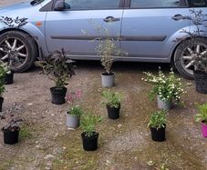 mature plant bundle