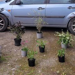 mature plant bundle
