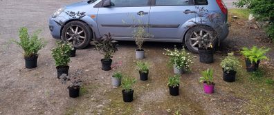 mature plant bundle