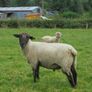 Teaser Rams Image 6