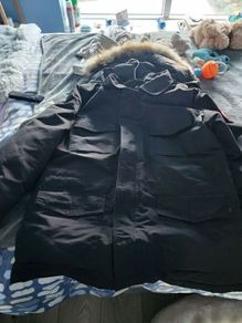 Canada goose