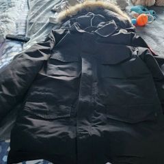 Canada goose