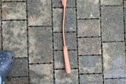 dog lead