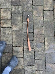 dog lead