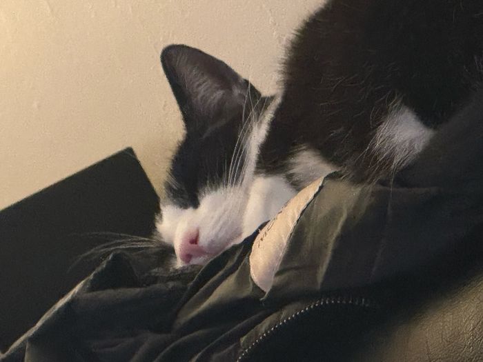 Loving and friendly cat