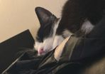 Loving and friendly cat