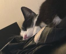 Loving and friendly cat