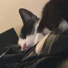 Loving and friendly cat