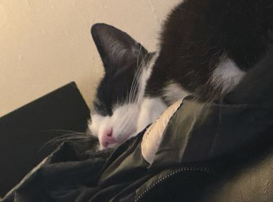 Loving and friendly cat