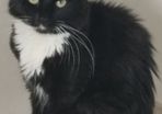 Indoor cat