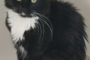 Indoor cat
