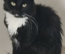 Indoor cat