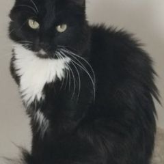 Indoor cat