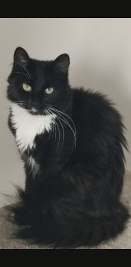 Indoor cat
