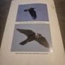Irish Raptor Study Group. 2012 annual raptor round up report. Image 6