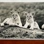 Large Black & White Wall Art Prints. Set of 3 Image 6