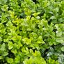 Privet Hedging Image 4