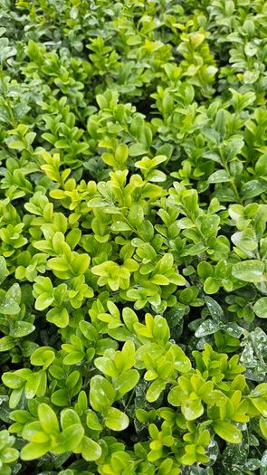 Privet Hedging