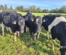 6 PBR Incalf heifers Pedigree Hol/Fr