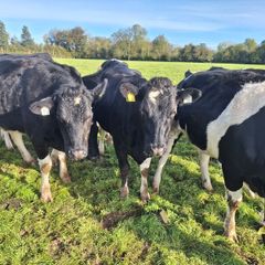 6 PBR Incalf heifers Pedigree Hol/Fr